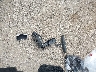 3KPF24AD6LE****** Wrecked 2020 Kia Forte in Iowa State