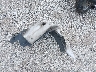 3FA6P0LUXFR****** Wrecked 2015 Ford Fusion Hybrid in Missouri State
