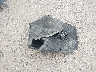 1GCUYDED4MZ****** Wrecked 2021 Chevrolet Silverado 1500 in Montana State