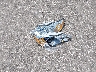 4T1BF28B71U****** Wrecked 2001 Toyota Avalon in Minnesota State