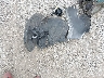 3N1CN8EV2PL****** Wrecked 2023 Nissan Versa in Iowa State
