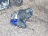 56KTRPBB8R3****** Wrecked 2024 Indian Roadmaster in Minnesota State