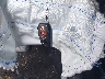 5TDZSKFC3TS****** Salvage 2026 Toyota Sienna in New York State