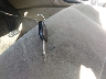 1HGFA16516L****** Salvage 2006 Honda Civic in Maryland State