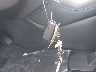 5N1DL0MN4KC****** Salvage 2019 Infiniti QX60 in Texas State