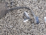 WVGAV7AX8FW****** Wrecked 2015 Volkswagen Tiguan in Oregon State