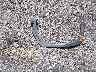 5NMJB3DE4SH****** Wrecked 2025 Hyundai Tucson in Mississippi State
