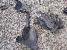 3HGGK5H41JM****** Wrecked 2018 Honda Fit in Tennessee State