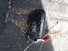 3FA6P0HD2LR****** Salvage 2020 Ford Fusion in Mississippi State