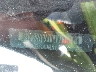 1ZVBP8AM1E5****** Usados 2014 Ford Mustang en San Antonio South