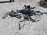 1FTEW1EF1GF****** Salvage and Wrecked 2016 Ford F-150 in Dallas