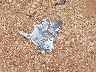 2G1105S38H9****** Wrecked 2017 Chevrolet Impala in Missouri State