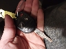 2FMDK4KC6BB****** Salvage 2011 Ford Edge in South Dakota State