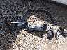5TDAAAB55RS****** Wrecked 2024 Toyota Grand Highlander in Montana State