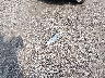 4T1BF1FK7FU****** Destrozados 2015 Toyota Camry en Estado de Carolina del Sur