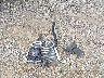 JS1GT77A682****** Wrecked 2008 Suzuki GSX-R1000 in North Carolina State