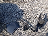 2T3E6RFV5RW****** Wrecked 2024 Toyota RAV4 Hybrid in West Virginia State