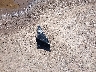 5NMJF3AE6NH****** Wrecked 2022 Hyundai Tucson in Texas State