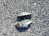 2GNFLFE35G6****** Wrecked 2016 Chevrolet Equinox in Virginia State