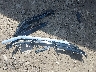 3G1BE6SM4HS****** Wrecked 2017 Chevrolet Cruze in New York State