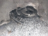5UX33DT01R9****** Repairable 2024 BMW X4