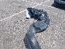 4T1BF1FK1GU****** Wrecked 2016 Toyota Camry in Tennessee State