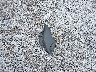 5FNRL5H66EB****** Destrozados 2014 Honda Odyssey en Estado de Kentucky