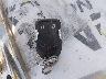 3GKALMEV0ML****** Salvage 2021 GMC Terrain in Illinois State