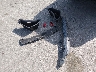 1C4RJFAG3EC****** Wrecked 2014 Jeep Grand Cherokee in Iowa State
