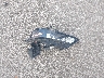 2G1155S3XE9****** Wrecked 2014 Chevrolet Impala in Indiana State