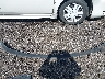 2GCEC19JX81****** Destrozados 2008 Chevrolet Silverado 1500 en Estado de Oklahoma