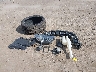1FA6P8CF4F5****** Wrecked 2015 Ford Mustang in Indiana State