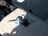 5NPE24AF1HH****** Salvamento 2017 Hyundai Sonata en Estado de Maine