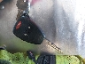 1C4HJWDG5FL****** Salvage 2015 Jeep Wrangler in California State
