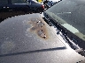 1N6AD07W35C****** Salvamento y Reparables 2005 Nissan Frontier en Estado de Tennessee