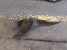JHMFC1F86JX****** Wrecked 2018 Honda Civic in Oregon State