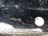 1FT7W3BT4DE****** Salvamento 2013 Ford Super Duty F-350 en Estado de Connecticut