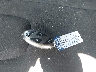 KMHLM4DG5SU****** Salvage 2025 Hyundai Elantra in Georgia State