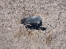 3MEHM08117R****** Wrecked 2007 Mercury Milan in Texas State