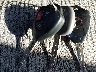 2T3BF4DVXCW****** Salvamento 2012 Toyota RAV4 en Estado de Virginia Occidental