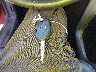 1FTFW1CT4BK****** Salvage 2011 Ford F-150 in North Carolina State