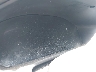 1HGCV1F10LA****** Repairable 2020 Honda Accord in Texas State