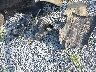 1HGCP2F32BA****** Wrecked 2011 Honda Accord in Mississippi State