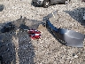 1HGCR2F54HA****** Wrecked 2017 Honda Accord in Georgia State
