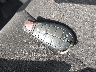 2C4RDGBG8FR****** Salvamento 2015 Dodge Grand Caravan en Estado de Indiana