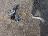 JF1VA1J65F9****** Wrecked 2015 Subaru WRX in Maine State