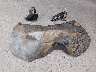 KM8R44GE8SU****** Salvage 2025 Hyundai Palisade in Texas State