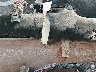 5TFCZ5AN7HX****** Wrecked 2017 Toyota Tacoma