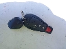 2C4RDGBG7ER****** Salvage 2014 Dodge Grand Caravan in Virginia State