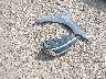3VW6T7BU6KM****** Wrecked 2019 Volkswagen Jetta in Texas State